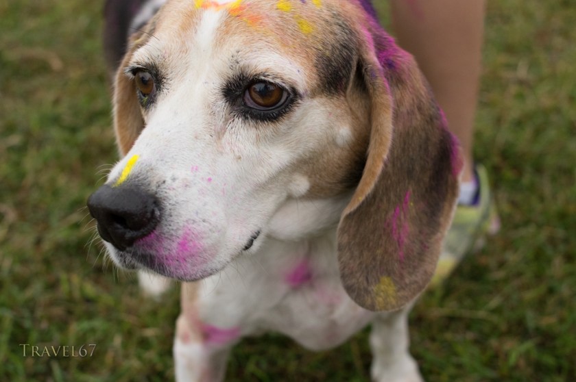 USO Color Blast 5km Fun Run, Okinawa, Japan. Sept 22, 2014