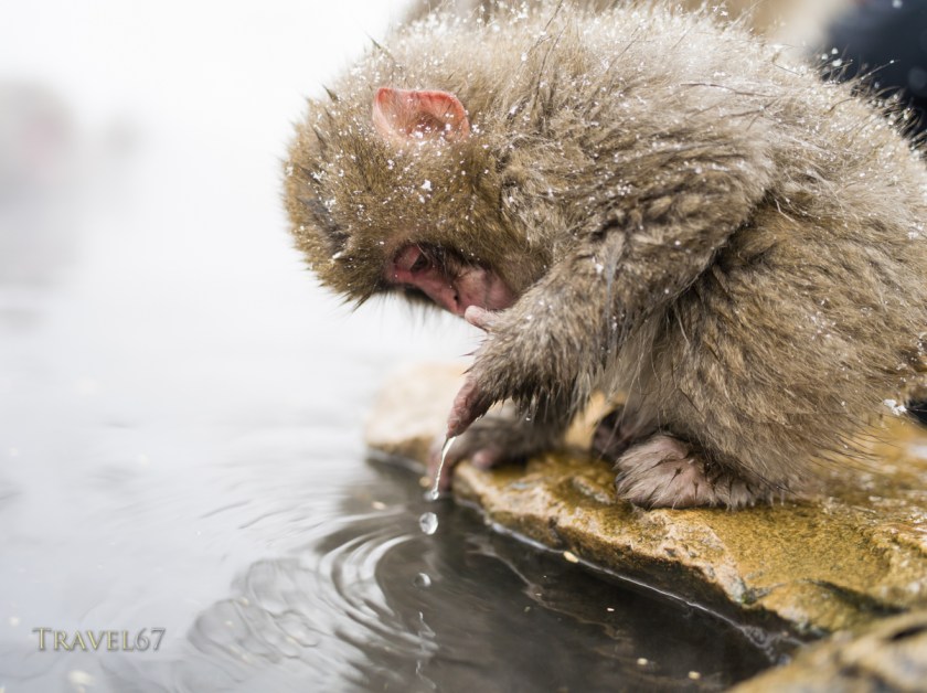 Japanese Snow Monkeys at Jigokudani Onsen, Nagano, Japan