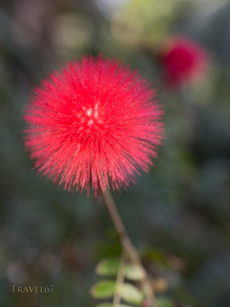 Red Powder Puff, Calliandra haematocephala, 