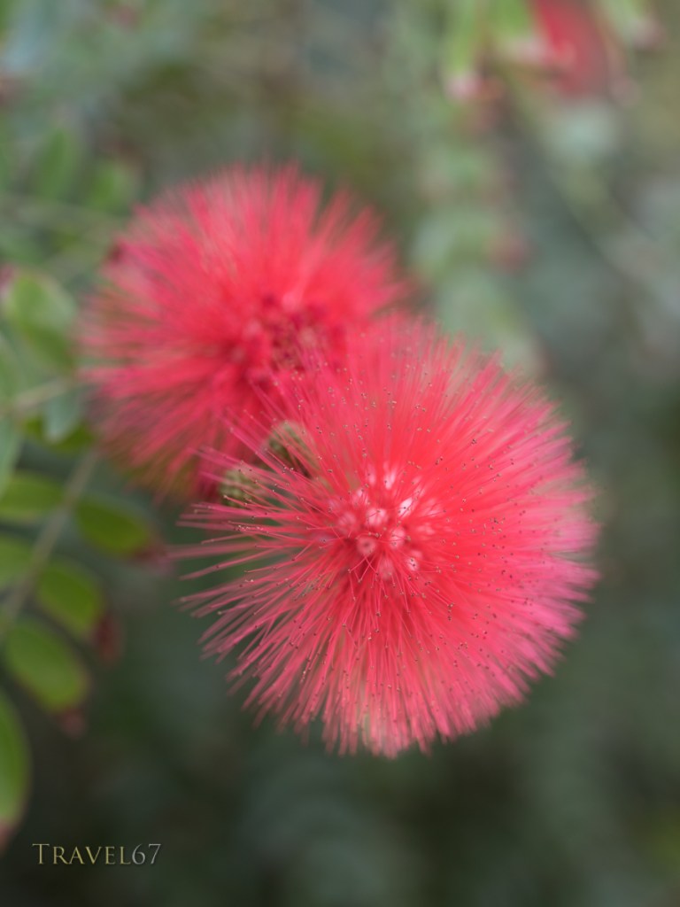 Red Powder Puff, Calliandra haematocephala, 