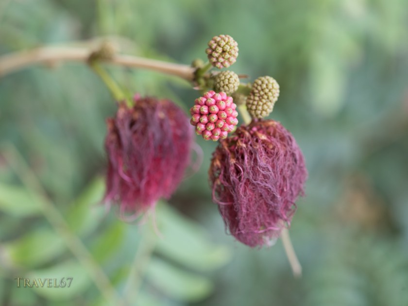 Red Powder Puff, Calliandra haematocephala, 
