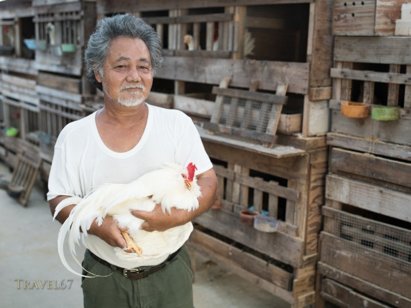 Continued to document life on Okinawa - Iha-san with his chan  chicken