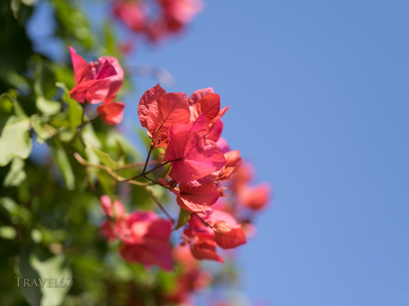 Bougainvillea 