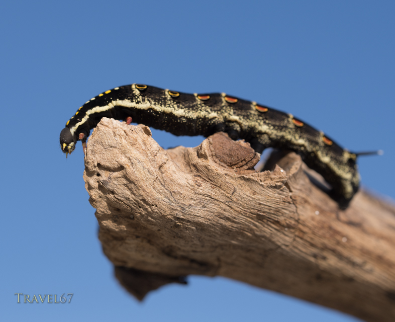 The Anonymous Caterpillar