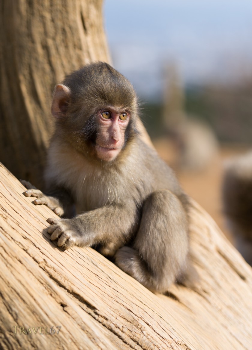 Arashiyama Monkey Park Iwatayama , Arashiyama , Kyoto