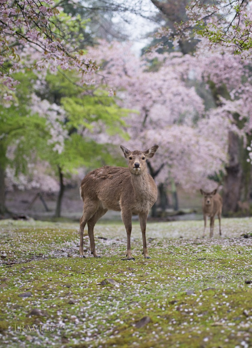Deer in Nara Park among the cherry blossom. Nara, Japan