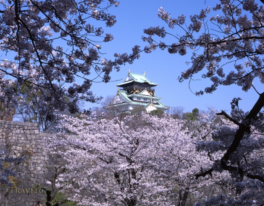 Osaka Castle with cherry blossom, Osaka, Japan