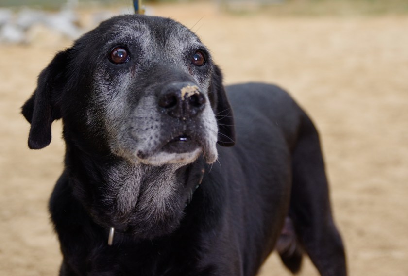 100cherubims_k3_8796