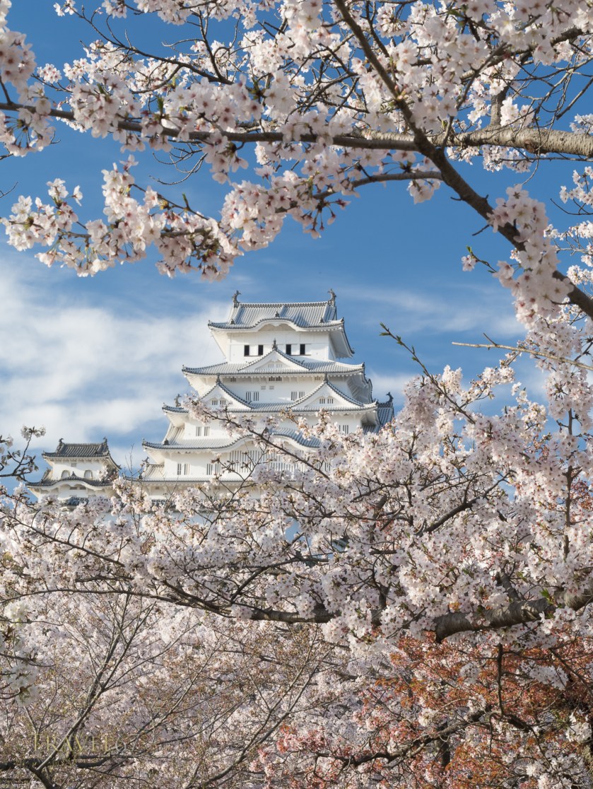 Himeji Castle and cherry blossom after the rennovations completed in 2015 .
