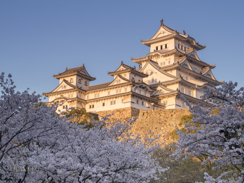 Himeji Castle and cherry blossom after the rennovations completed in 2015 .