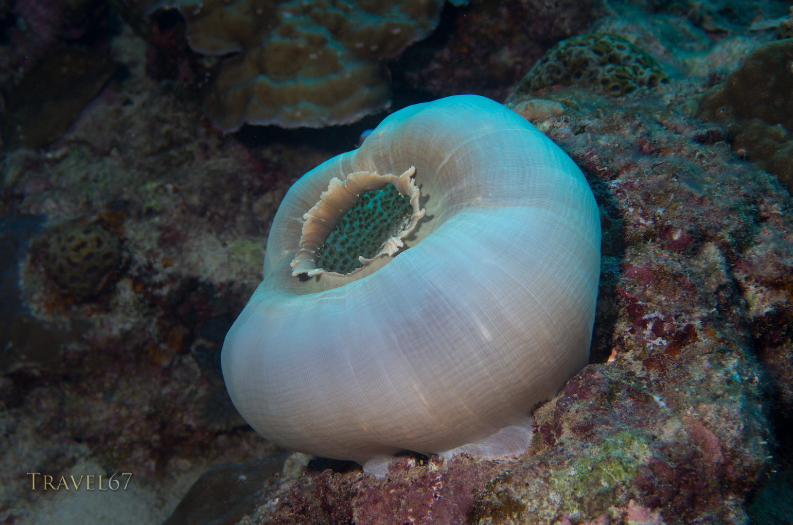 Amplexidiscus fenestrafer Giant Cup Mushroom Coral AKA Elephant ear anemone .