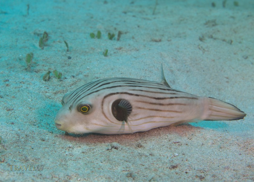 Striped Puffer ( Arothron manilensis. Okinawa, Japan. Pacific Ocean.