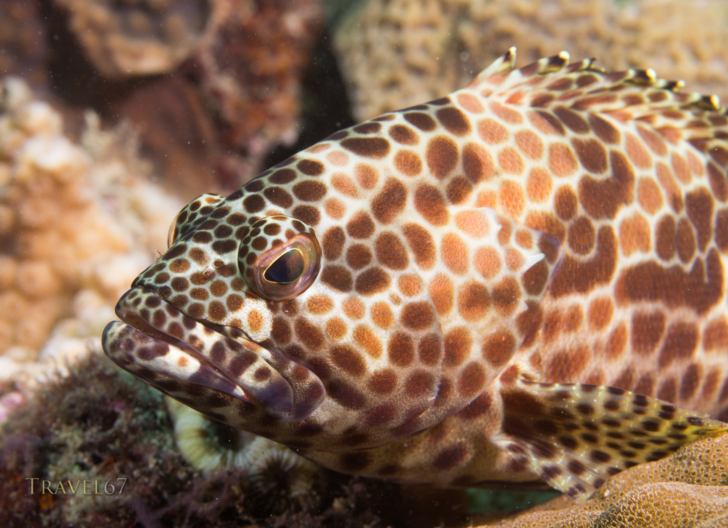 (Epinephelus merra) Honeycomb grouper