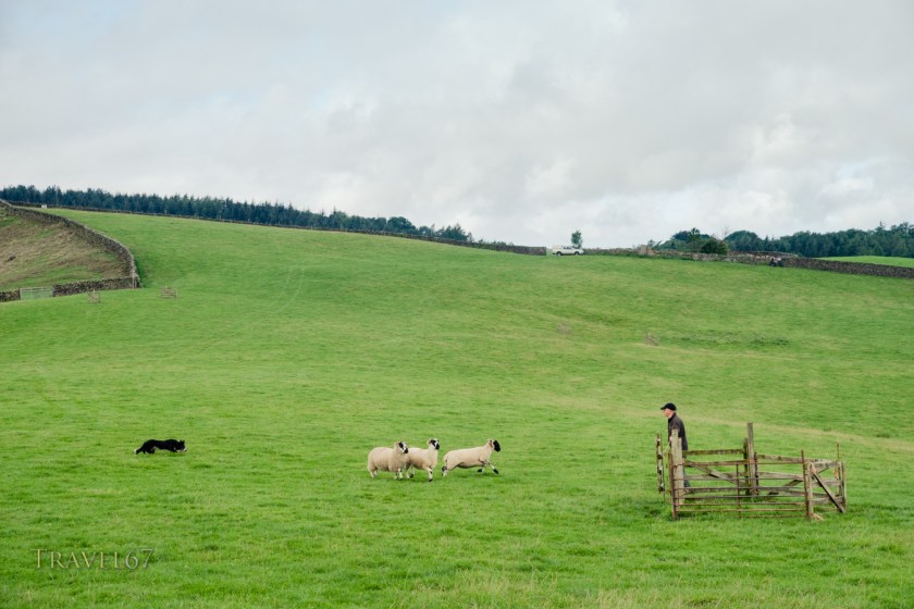 Sheep Dog Trials, Cumbria, United Kingdom